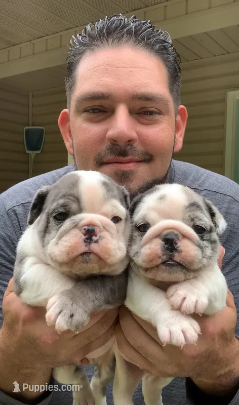 Sasha AKC  – English Bulldog puppy for sale in Milton, FL
