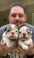RESERVED AKC , a female English Bulldog for sale in Milton, FL – 1 of 9