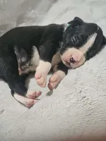 Dax AKC , a male Boxer for sale in Milton, FL – 3 of 10