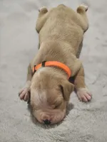 Flashy fawn girl 1 , a female Boxer for sale in Milton, FL – 2 of 4