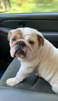 Lola , a female English Bulldog for sale in Milton, FL – 1 of 1