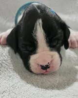 Dax AKC , a male Boxer for sale in Milton, FL – 7 of 10