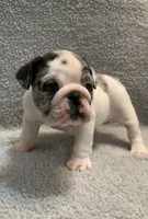 Missy AKC , a female English Bulldog for sale in Milton, FL – 7 of 10