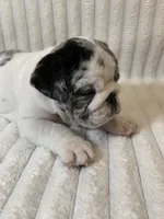 Missy AKC , a female English Bulldog for sale in Milton, FL – 8 of 10