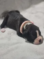 Daisy AKC , a female Boxer for sale in Milton, FL – 7 of 8