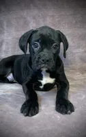 Rebel AKC , a male Boxer for sale in Milton, FL – 4 of 4