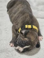 Macy AKC , a female Boxer for sale in Milton, FL – 7 of 10