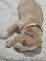 Flashy fawn girl 2 , a female Boxer for sale in Milton, FL – 6 of 6