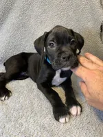 Baxter AKC , a male Boxer for sale in Milton, FL – 7 of 7
