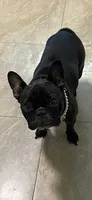Lola AKC, a female French Bulldog for sale in Milton, FL – 5 of 5