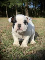 Charlie , a male English Bulldog for sale in Pensacola, FL – Photo 7 of 8