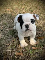 Charlie , a male English Bulldog for sale in Pensacola, FL – Photo 8 of 8
