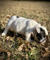 Charlie , a male English Bulldog for sale in Pensacola, FL – Photo 5 of 8