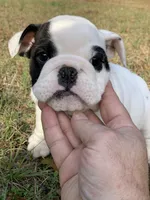 Charlie , a male English Bulldog for sale in Pensacola, FL – Photo 4 of 8