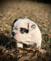 Charlie , a male English Bulldog for sale in Pensacola, FL – Photo 1 of 8