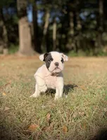 Charlie , a male English Bulldog for sale in Pensacola, FL – Photo 2 of 8