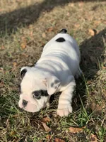 Charlie , a male English Bulldog for sale in Pensacola, FL – Photo 6 of 8