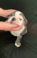 Lizzie AKC , a female English Bulldog for sale in Milton, FL – 2 of 7