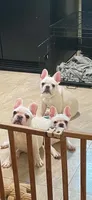 Lola AKC, a female French Bulldog for sale in Milton, FL – 4 of 5