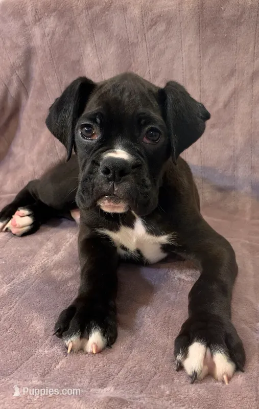 Sold – Boxer puppy for sale in Milton, FL