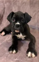 Sold, a male Boxer for sale in Milton, FL – 1 of 9