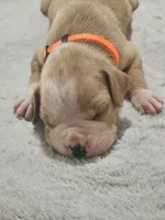 Flashy fawn girl 1 , a female Boxer for sale in Milton, FL – 1 of 4