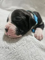 Dax AKC , a male Boxer for sale in Milton, FL – 10 of 10