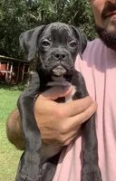 Molly AKC , a female Boxer for sale in Milton, FL – 2 of 3