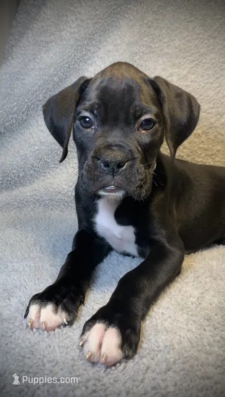Baxter AKC  – Boxer puppy for sale in Milton, FL