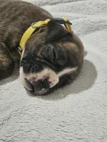 Macy AKC , a female Boxer for sale in Milton, FL – 6 of 10