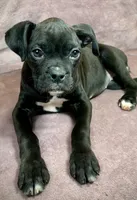 Sasha AKC , a female Boxer for sale in Milton, FL – 4 of 5