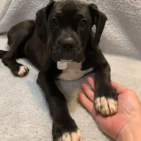 Female 1 AKC , a female Boxer for sale in Pensacola, FL – Photo 2 of 4