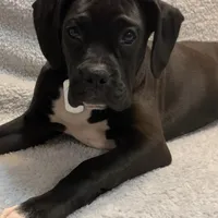 Female 1 AKC , a female Boxer for sale in Pensacola, FL – Photo 1 of 4