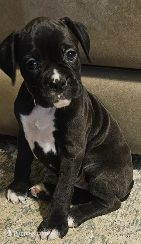 Abby AKC  – Boxer puppy for sale in Milton, FL
