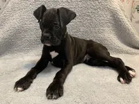 Male 2 AKC , a male Boxer for sale in Pensacola, FL – Photo 3 of 4