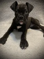 Male 2 AKC , a male Boxer for sale in Pensacola, FL – Photo 1 of 4