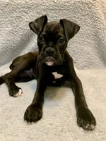 Male 2 AKC , a male Boxer for sale in Pensacola, FL – Photo 2 of 4