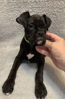 Male 2 AKC , a male Boxer for sale in Pensacola, FL – Photo 4 of 4