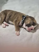 Buster AKC , a male Boxer for sale in Milton, FL – 8 of 10