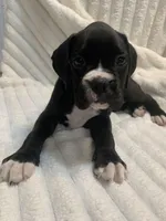 Millie AKC , a female Boxer for sale in Milton, FL – 6 of 6