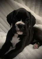 Millie AKC , a female Boxer for sale in Milton, FL – 3 of 6