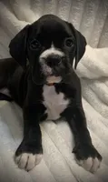 Millie AKC , a female Boxer for sale in Milton, FL – 4 of 6