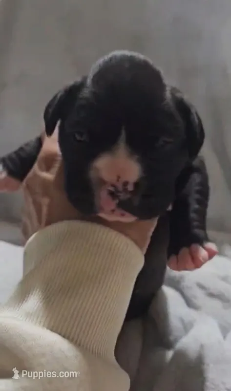 Millie AKC  – Boxer puppy for sale in Milton, FL