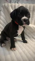 Millie AKC , a female Boxer for sale in Milton, FL – 2 of 6