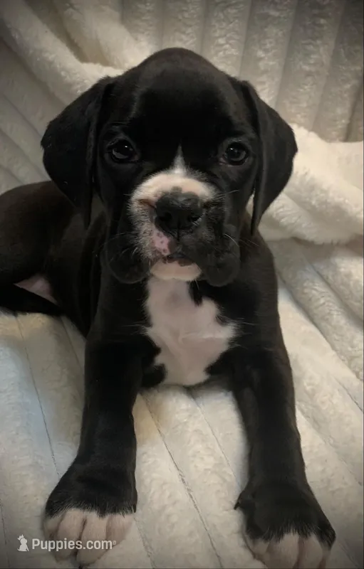 Millie AKC  – Boxer puppy for sale in Milton, FL