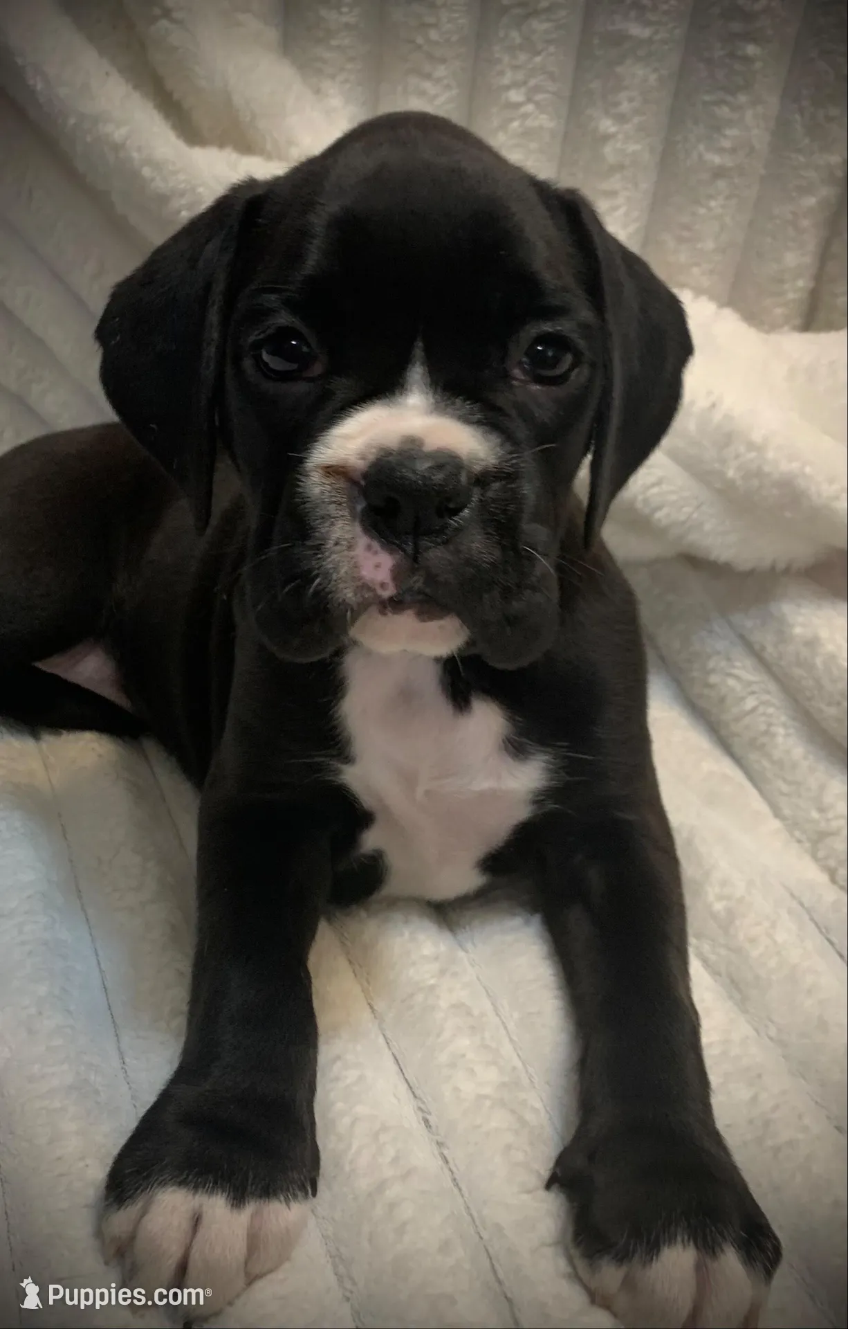 Millie AKC , a female Boxer for sale in Milton, FL – 1 of 6