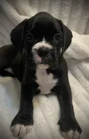 Millie AKC , a female Boxer for sale in Milton, FL – 5 of 6