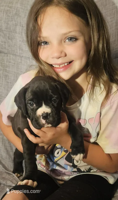 Millie AKC  – Boxer puppy for sale in Milton, FL
