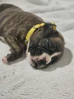 Macy AKC , a female Boxer for sale in Milton, FL – 3 of 10