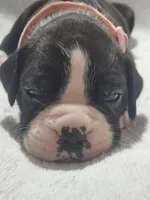 Daisy AKC , a female Boxer for sale in Milton, FL – 5 of 8